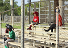 West Boynton Little League resumes action